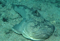 Daector schmitti, Schmitt's toadfish: