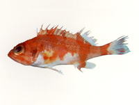 Helicolenus percoides, Red gurnard perch: fisheries
