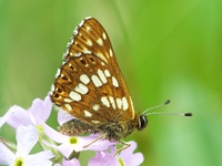 Hamearis lucina - Duke of Burgundy