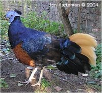 Crested Fireback Pheasant, Lophura ignita