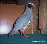 Philby's Rock Partridge Alectoris philbyi