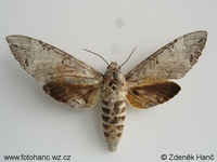 Pseudosphinx tetrio