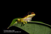 Tree Frog - Hyla rhodopepla