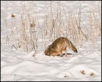 Image of: Canis latrans (coyote)