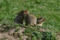 Image of: Marmota himalayana (Himalayan marmot)