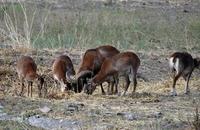 Image of: Ovis aries musimon, Ovis aries (mouflon)