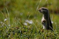 Image of: Spermophilus parryii (Arctic ground squirrel)