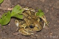 Pelobates fuscus - Common Spadefoot