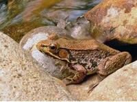 Image of: Rana clamitans (green frog)