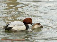 Aythya ferina - Pochard