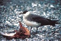 Stercorarius parasiticus - Arctic Skua