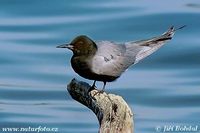 Chlidonias niger - Black Tern