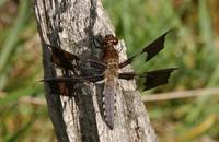 Image of: Libellula lydia