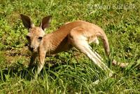 Macropus rufus - Red Kangaroo