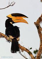 Image of: Anthracoceros coronatus (Malabar pied-hornbill)