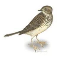 Image of: Anthus caffer (bush pipit)