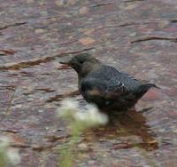 Image of: Cinclus mexicanus (American dipper)