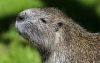 Capromys pilorides - Desmarest's Hutia