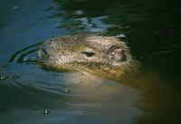 Hydrochaeris hydrochaeris - Capybara