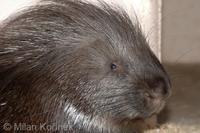 Hystrix indica - Indian Crested Porcupine