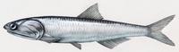 Image of: Engraulis mordax (Californian anchoveta)