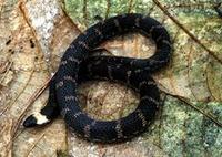 Image of: Atractus snethlageae
