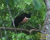 Maleo - Macrocephalon maleo