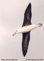 Black-browed Albatross - Diomedea melanophris