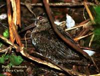 Dusky Woodcock - Scolopax saturata