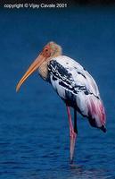 Painted Stork - Mycteria leucocephala