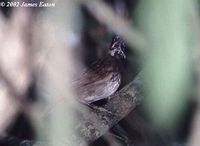 Black-throated Wren Babbler - Napothera atrigularis