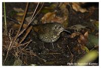 Dark-sided Thrush - Zoothera marginata