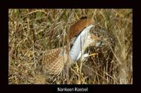 Nankeen Kestrel