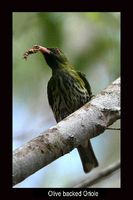 Olive backed Oriole