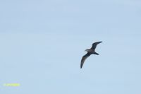 Great-winged Petrel - Pterodroma macroptera