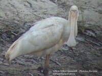 Yellow-billed Spoonbill - Platalea flavipes