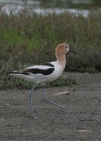 American Avocet - Recurvirostra americana