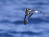 Bermuda (Cahow) Petrel (Pterodroma cahow) photo