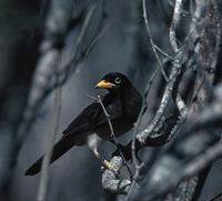 Brown Jay (Cyanocorax morio) photo