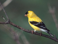 American Goldfinch (Carduelis tristis) photo