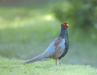 Green Pheasant (Phasianus versicolor) photo