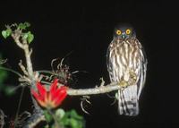 Brown Hawk-Owl (Ninox scutulata) photo