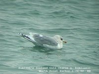 Iceland Gull - Larus glaucoides