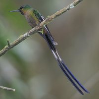 Violet-tailed Sylph - Aglaiocercus coelestis