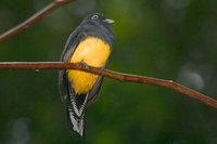 White-tailed Trogon - Trogon viridis