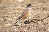 Cinnamon-bellied Ground-Tyrant - Muscisaxicola capistratus