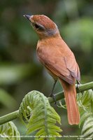 Chestnut-crowned Becard - Pachyramphus castaneus