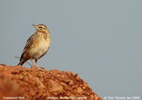 African Pipit - Anthus cinnamomeus