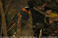 Snowy-crowned Robin-Chat - Cossypha niveicapilla