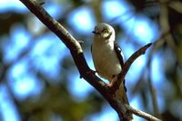 White Helmetshrike - Prionops plumatus